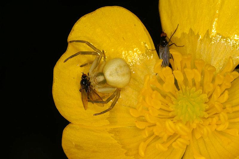 Misumena_vatia_D4927_Z_89_Les Gris_Frankrijk.jpg